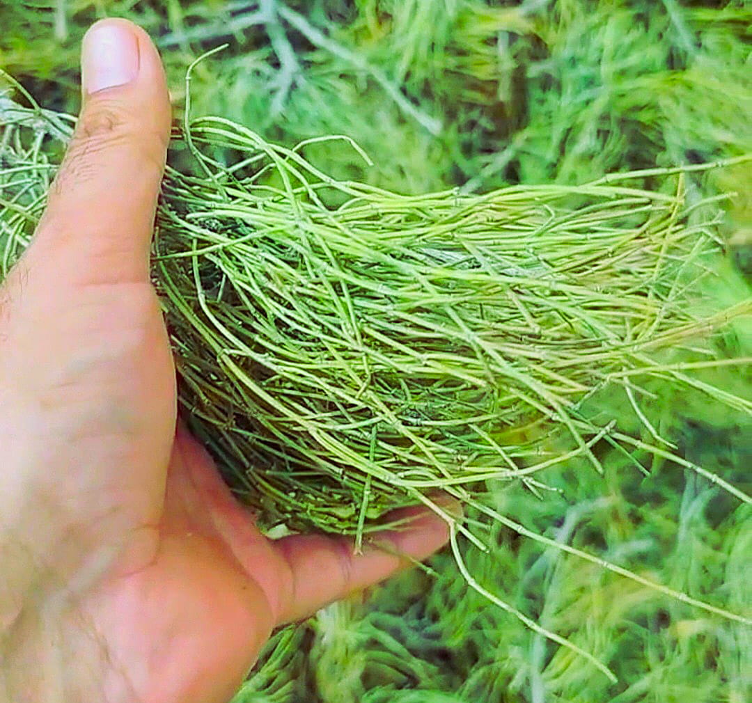 Ephedra Herbs Whole